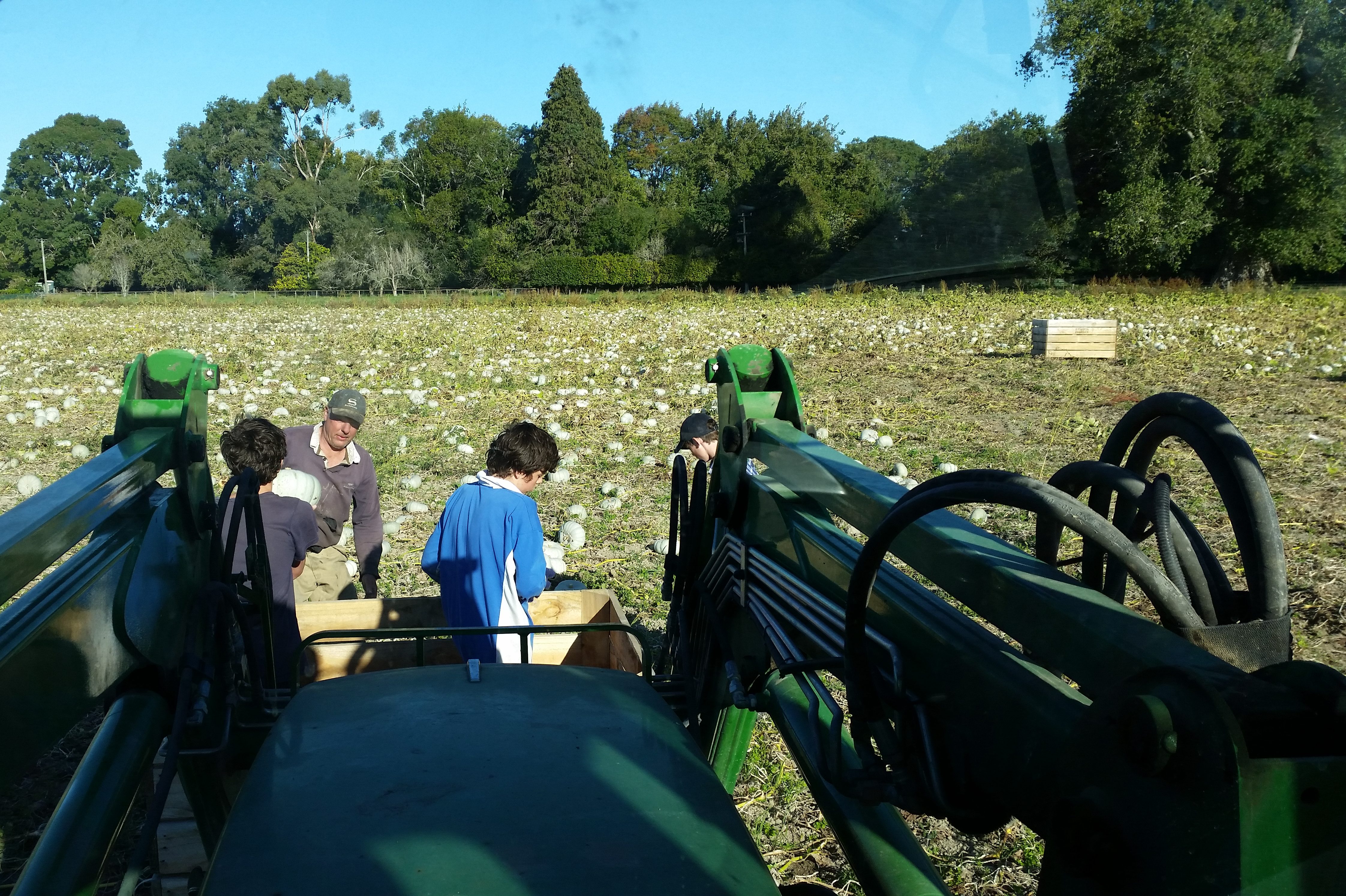 Pumpkin Picking