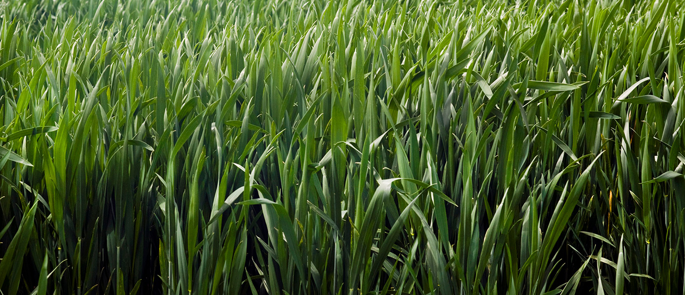 Holtong Home Grown banner